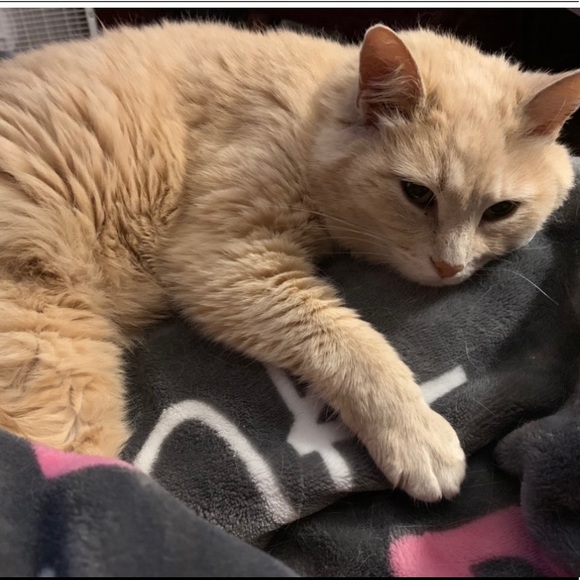 Meet your Posher, Lily - Picture 7 of 12